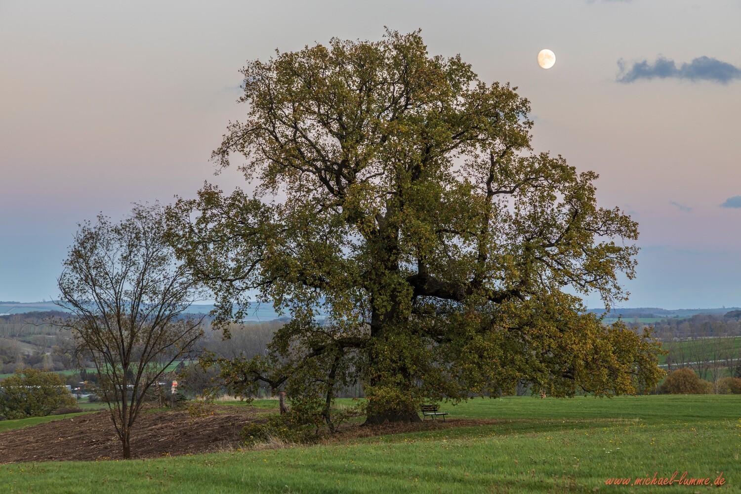 Die Kreuzeiche bei Osterwieck