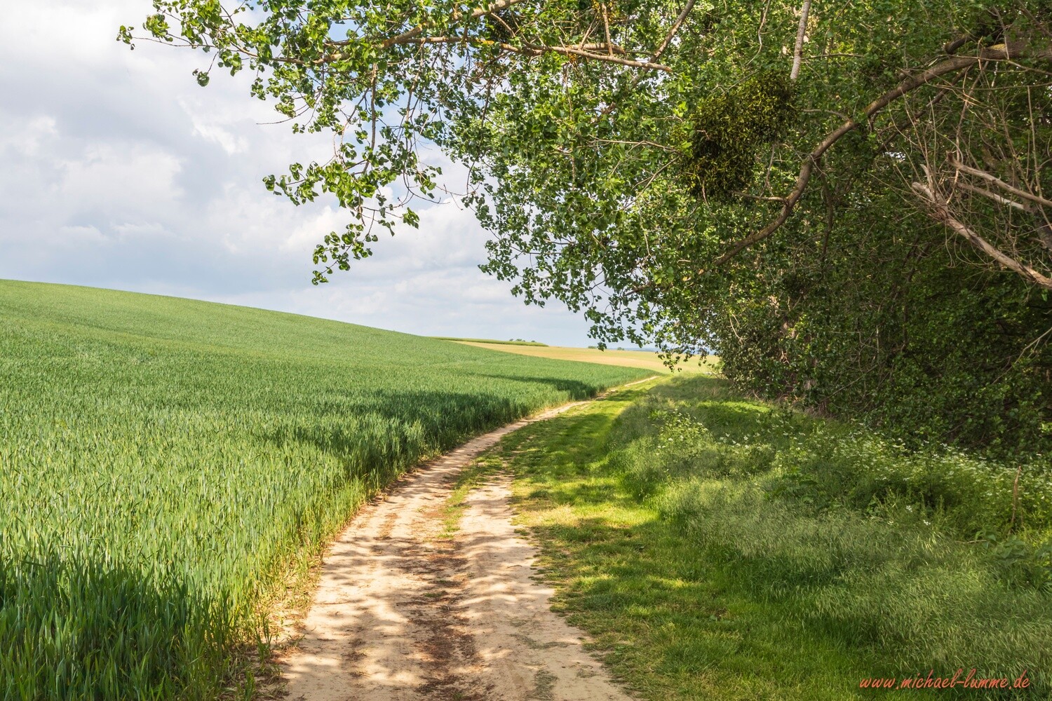Die Talwiese bei Lüttgenrode