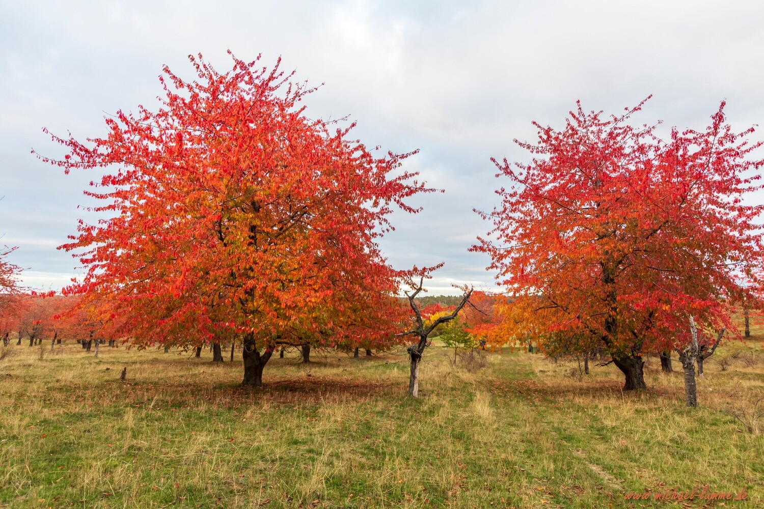 Kirschplantage am Heimburger Berg