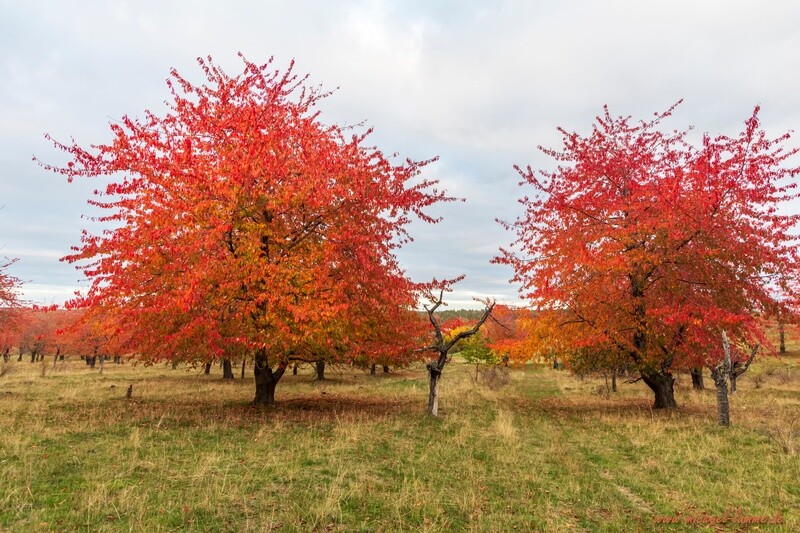 Kirschplantage am Heimburger Berg