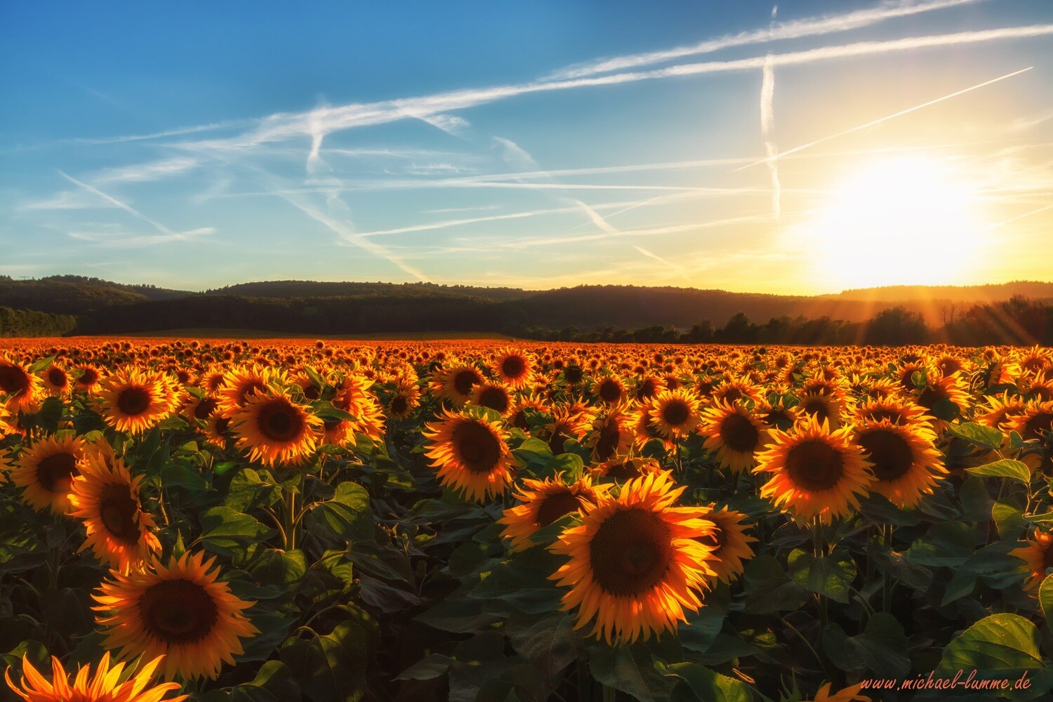Sonnenblumenfeld bei Cattenstedt