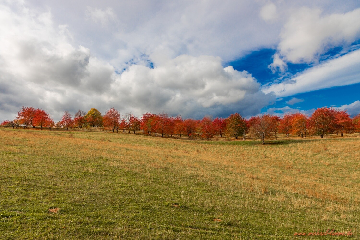 Kirschplantage am Heimburger Berg