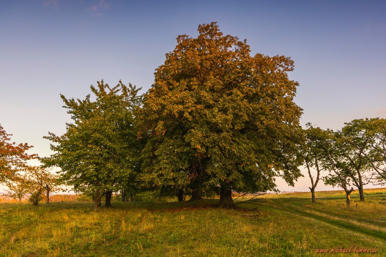 Kirschplantage am Heimburger Berg