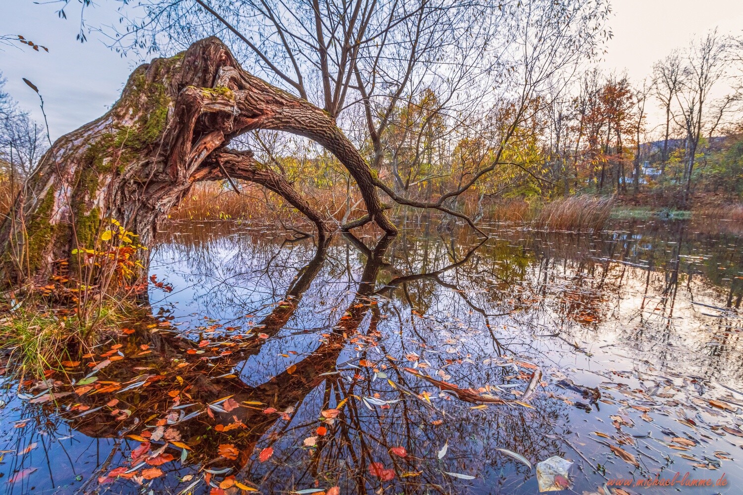 Am Rohrteich bei Drübeck