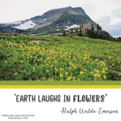 Yellow Glacier Lilies in Glacier National Park