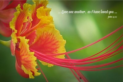 Love One Another as I have loved you ...John 15:12