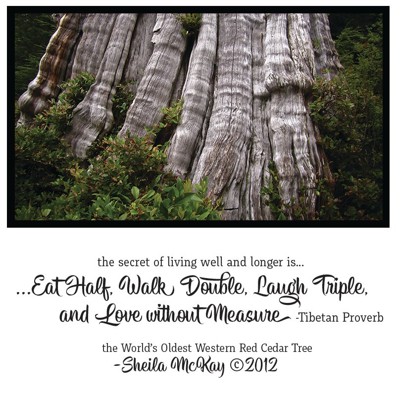 World&#39;s Oldest Red Cedar