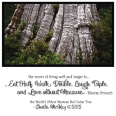 World's Oldest Red Cedar