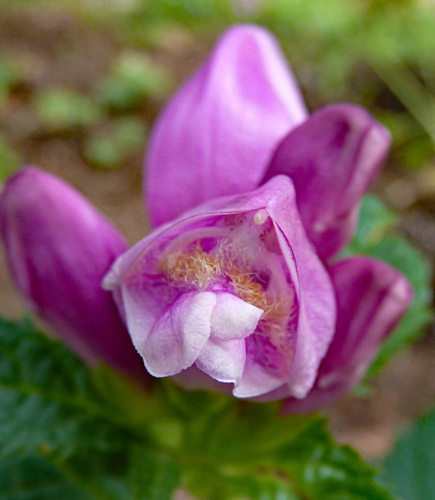 Chelone lyonii