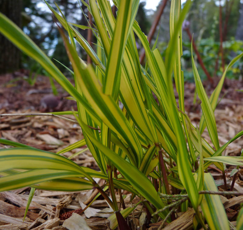 Hakonechloa macra ‘Aureola’