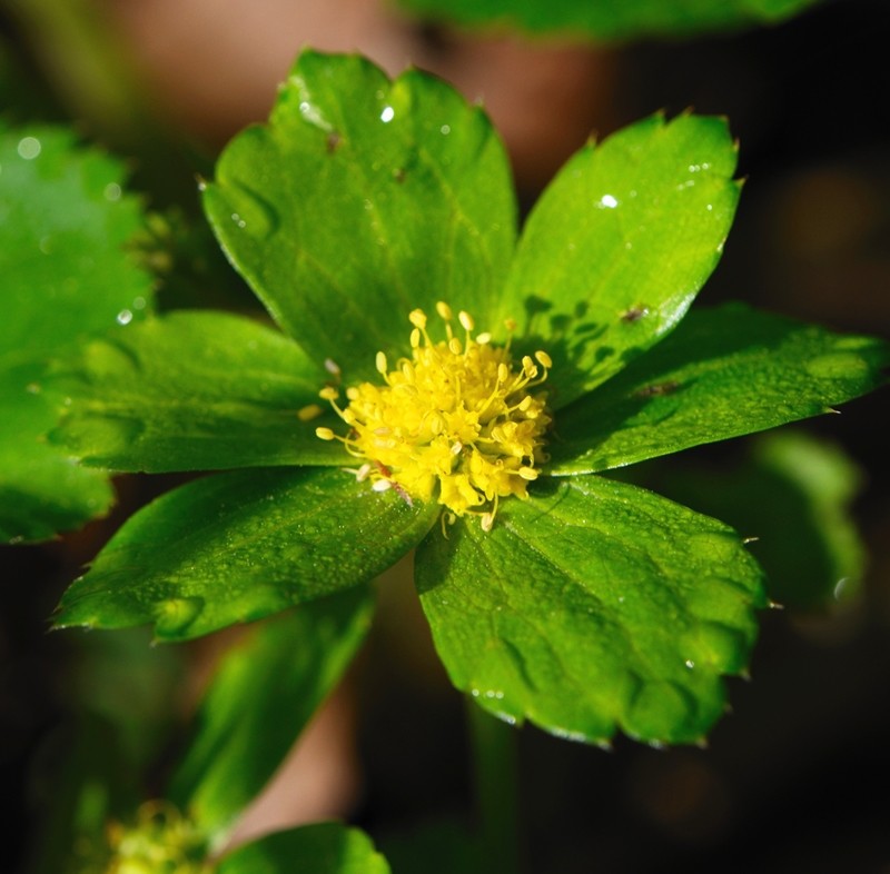 Hacquetia epipactis