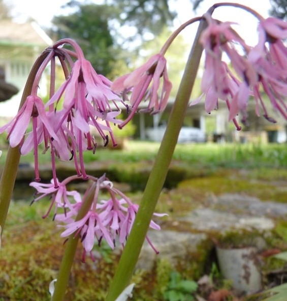 Heloniopsis Orientalis
