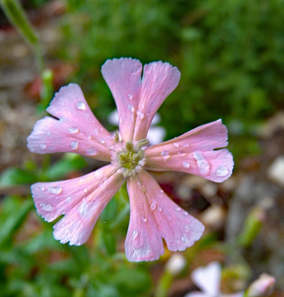 Silene schafta &#39;Shell Pink&#39;