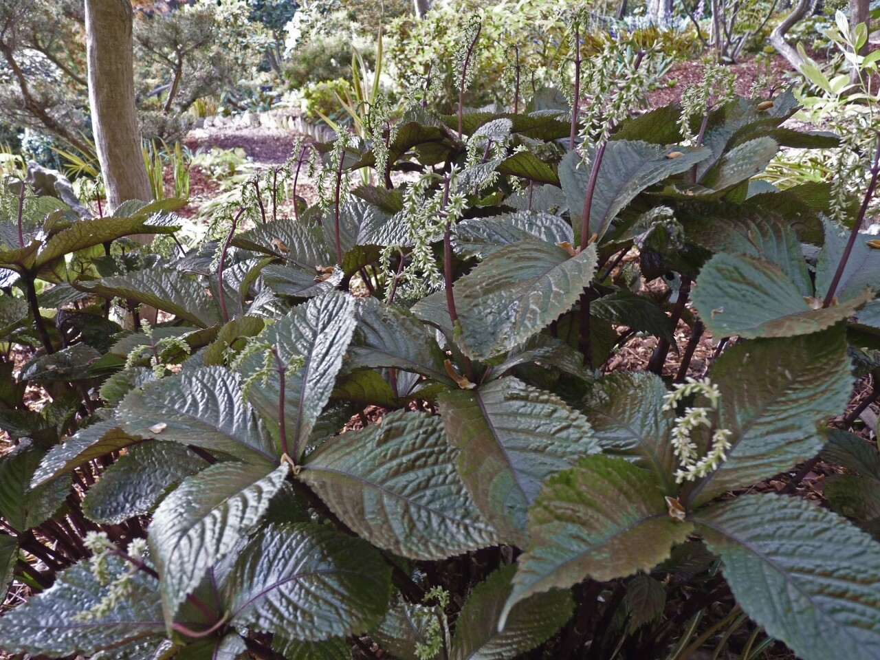 Chloranthus fortunei &#39;Domino&#39;