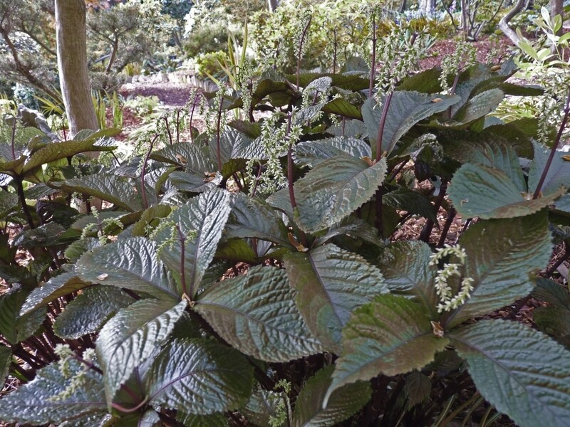 Chloranthus fortunei &#39;Domino&#39;