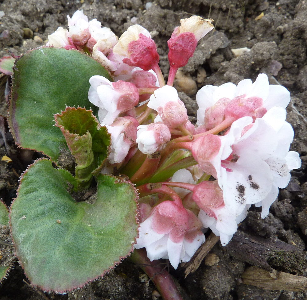 Bergenia ciliata