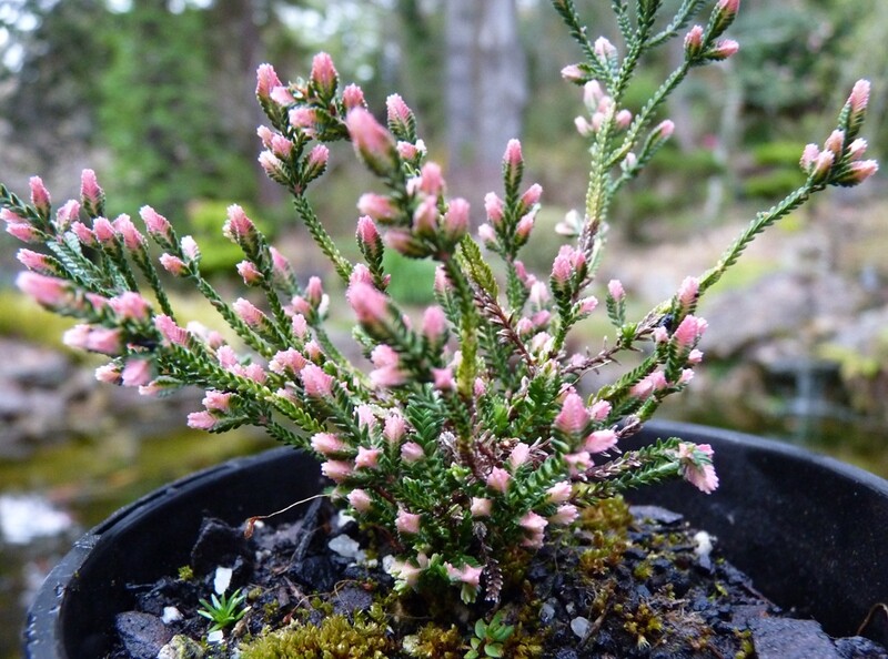 Calluna vulgaris 'Mrs Pat'