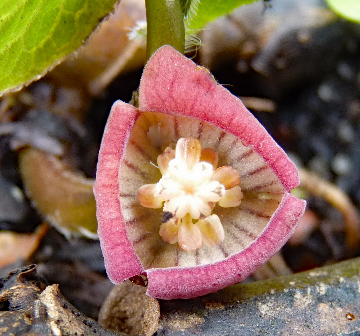 Asarum geophilum