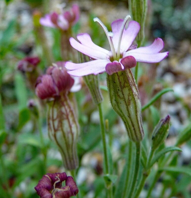 Silene vallesia