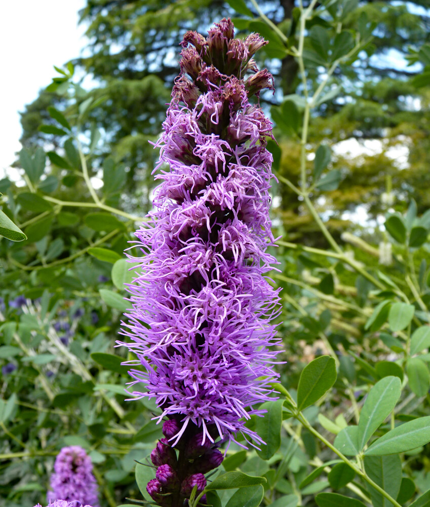 Liatris spicata ‘Kobold’