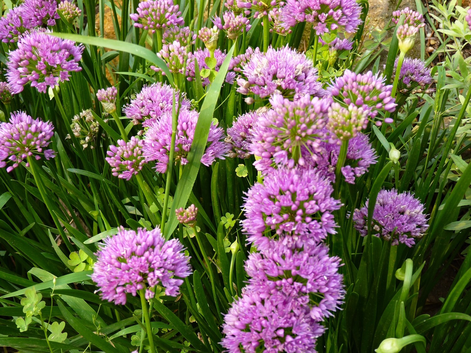 Allium millenium