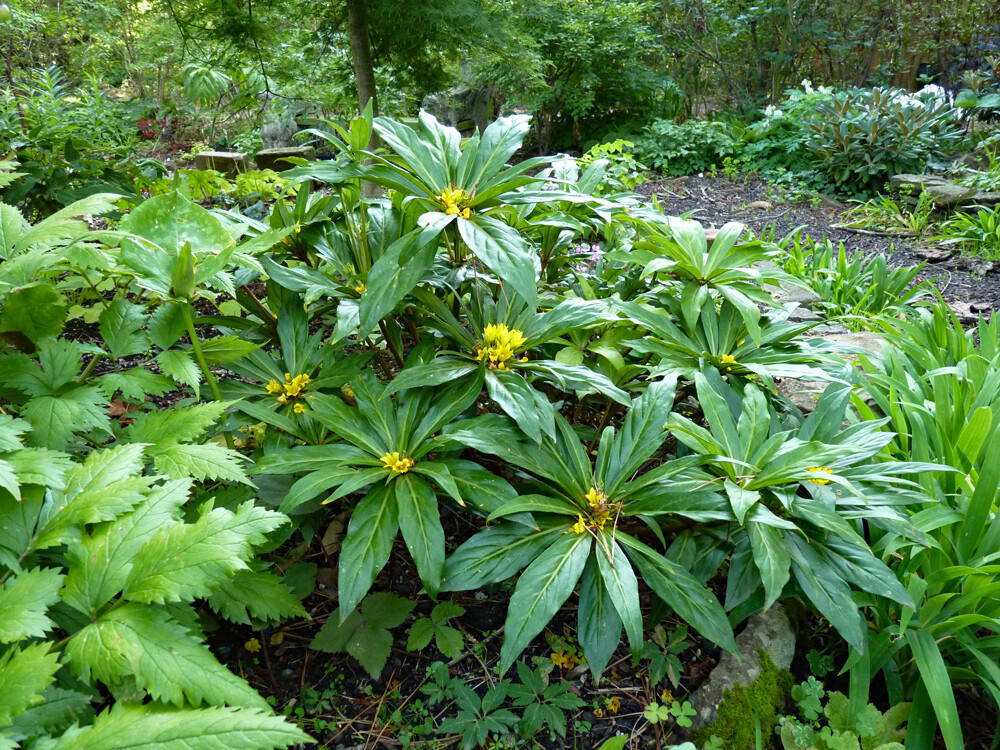 Lysimachia paridiformis var. stenophylla