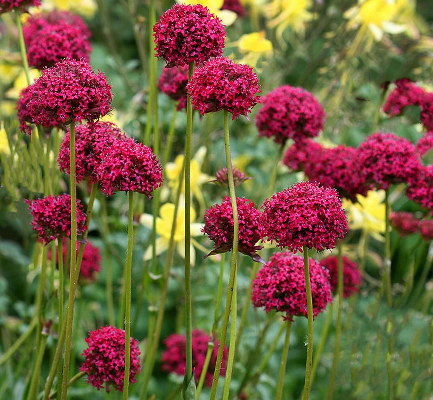 Silene asterias