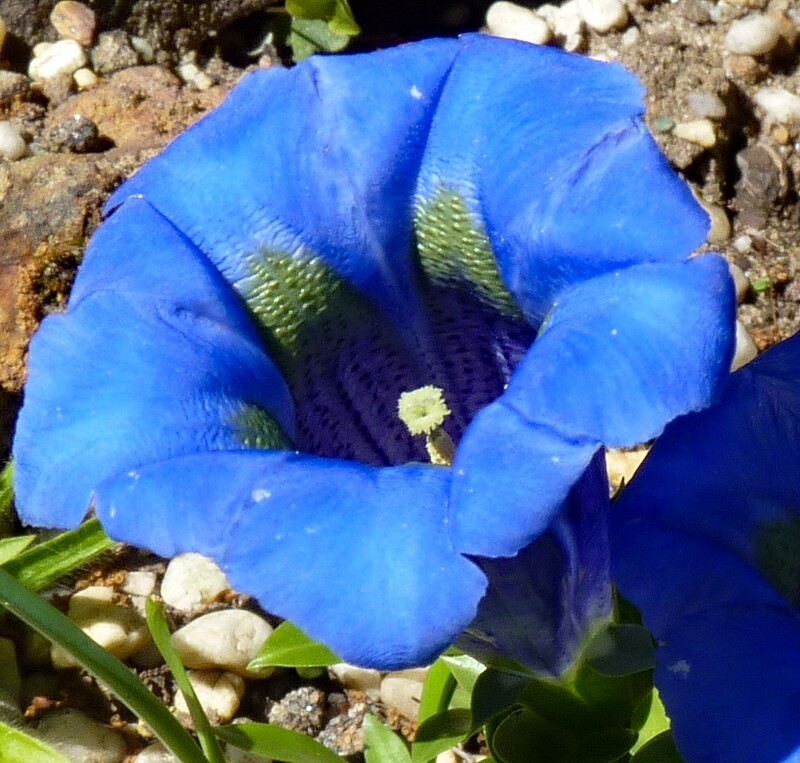 Gentiana Acaulis