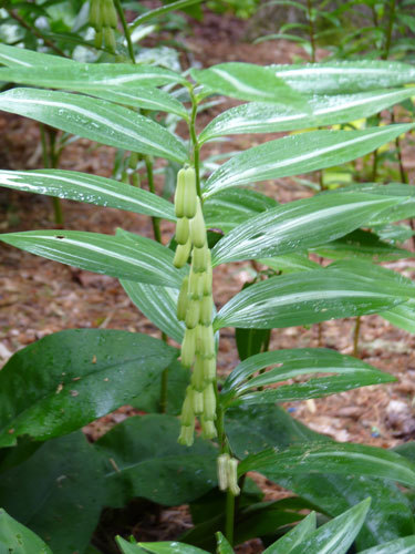 Polygonatum falcatum &#39;Silver Stripe&#39;