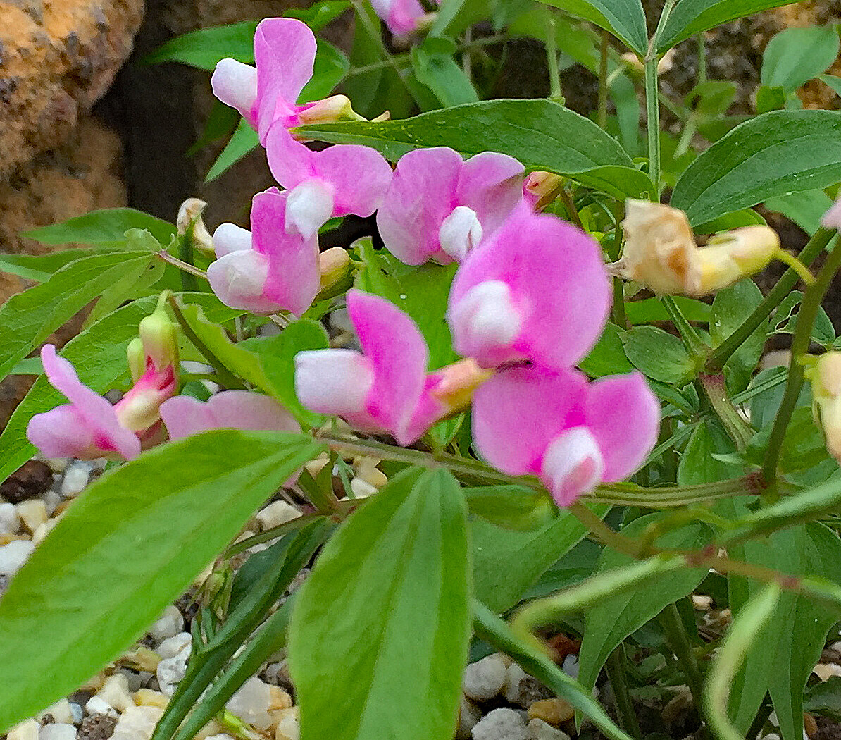 Lathyrus vernus ex Pink Form