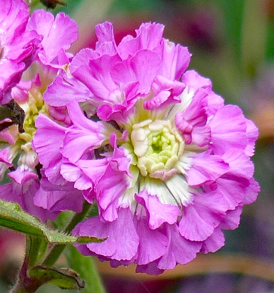 Silene dioica Plena
