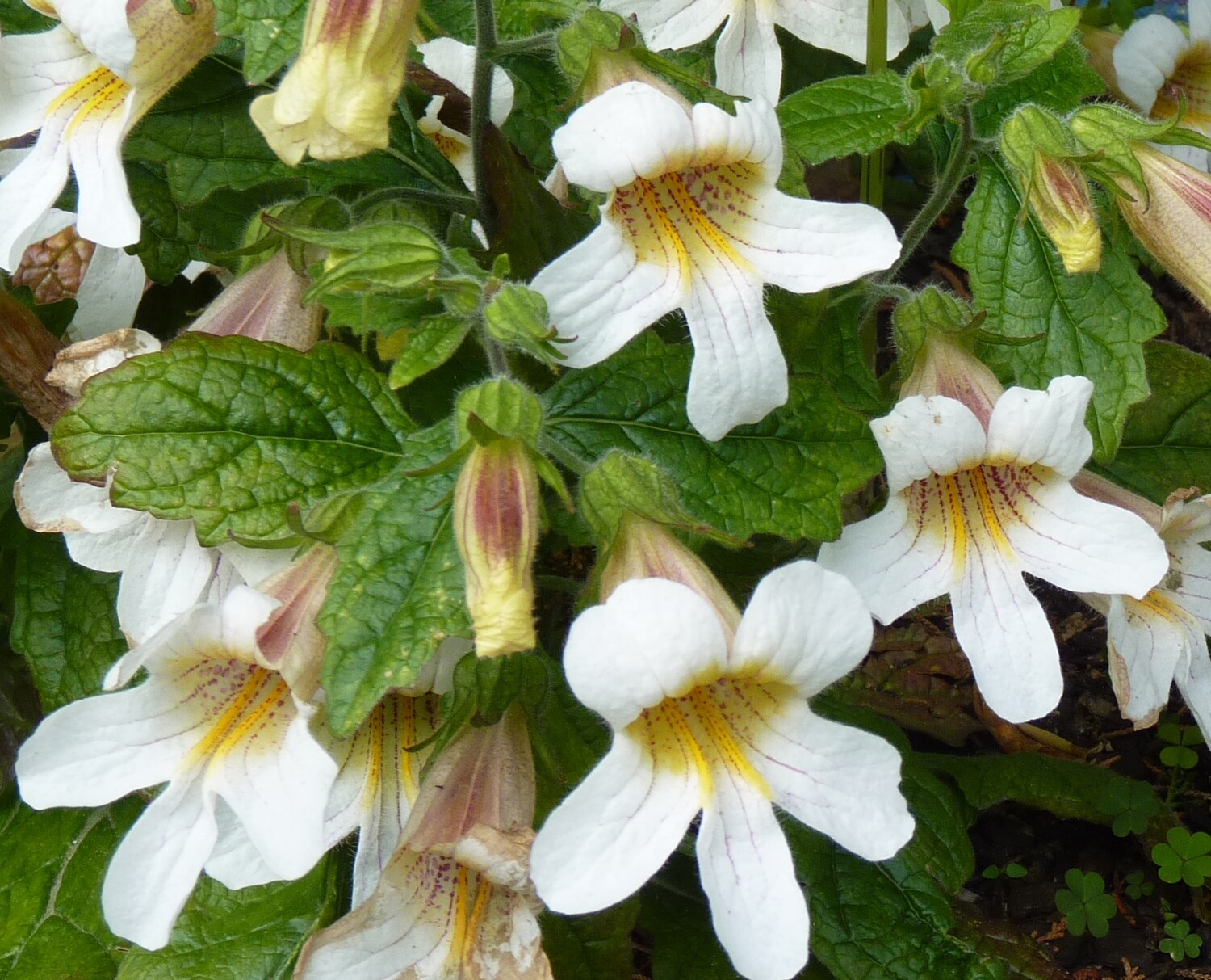Rehmannia elata alba