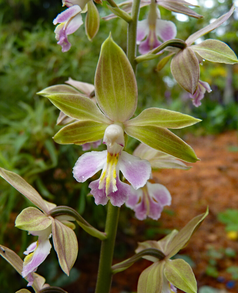 Calanthe Hybrid Beige-Green Blend (Flowering Size with 2 Flower Spikes)