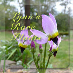 Lynn's Rare Plants Store