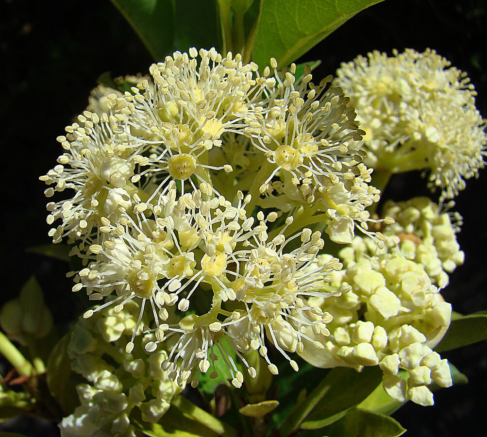 Hydrangea Serratifolia  (Photo Dick Culbert)