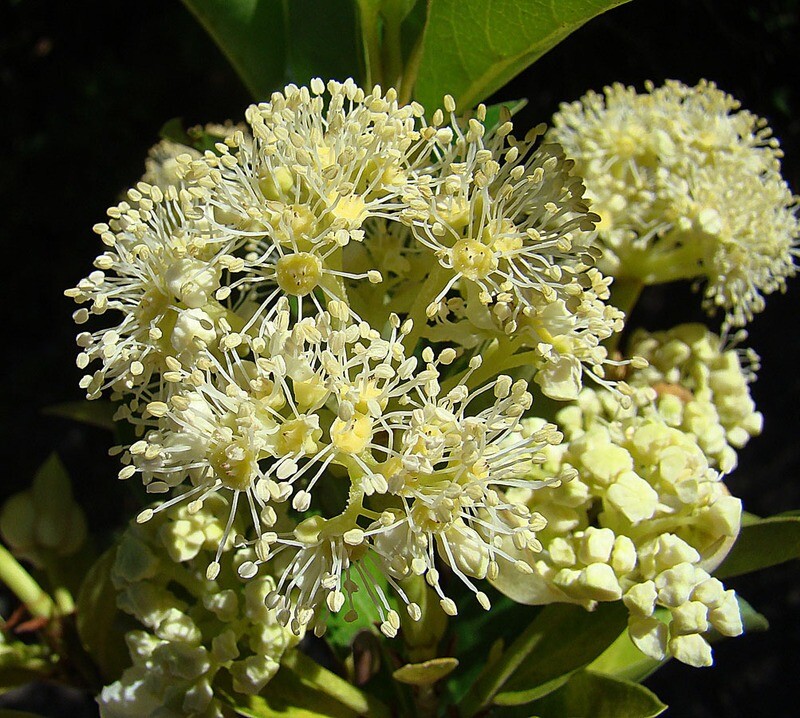 Hydrangea Serratifolia  (Photo Dick Culbert)