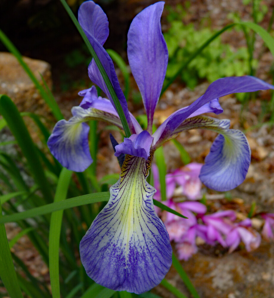 Iris Prismatica