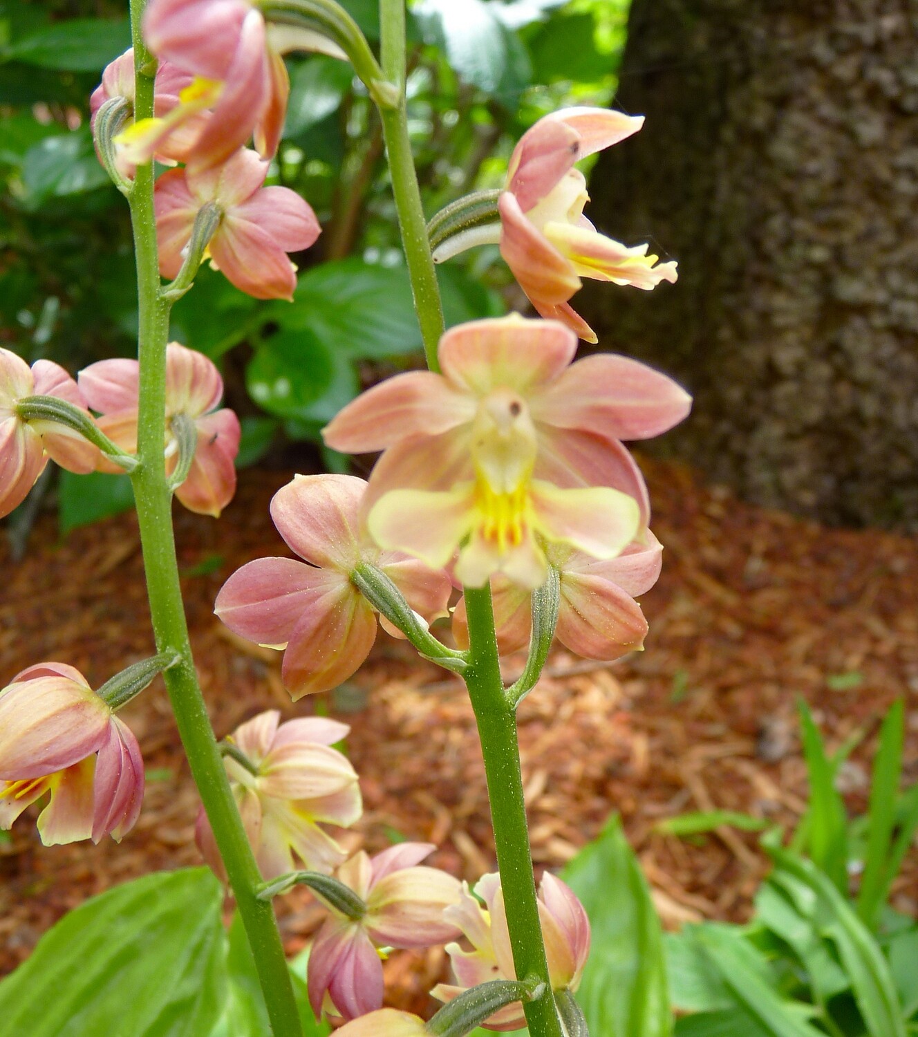 Calanthe Apricot-Cream Shades Flowering Size Divisions