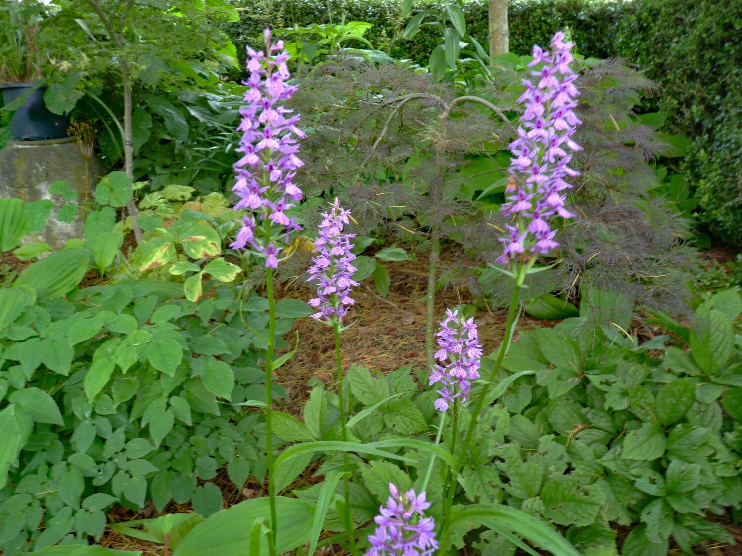 Dactylorhiza fuchsii