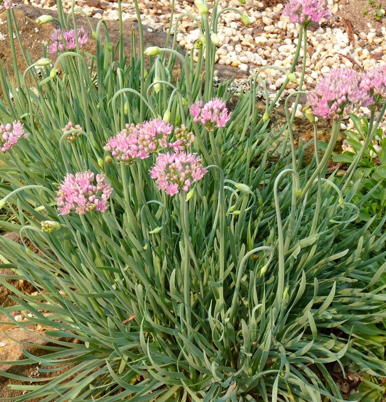 Allium senescens ssp. montanum var. glaucum  (3 bulbs)