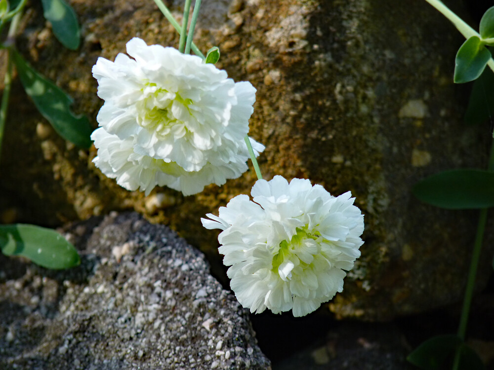 Silene uniflora  &#39;Robin Whitebreast&#39;