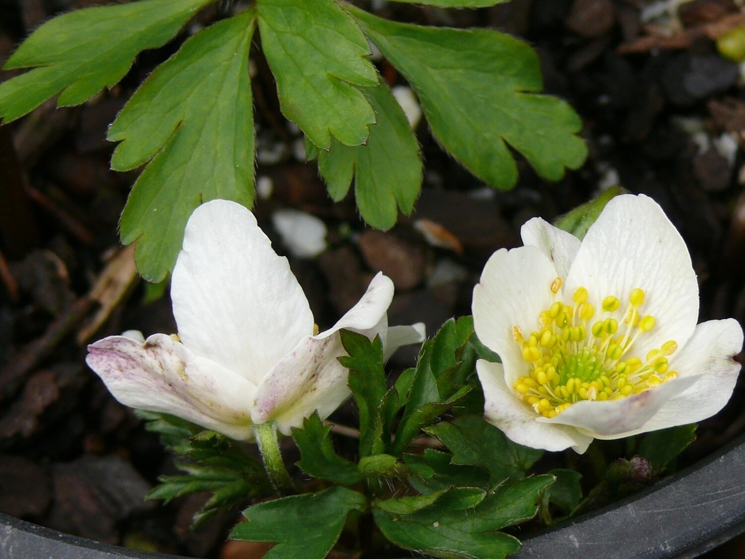 Anemonoides nemorosa   &#39;Lychette&#39;  3 for $10.00  (syn. Anemone nemorosa)’
