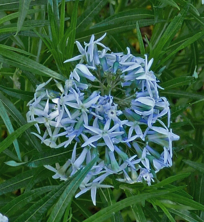 Amsonia hubrichtii