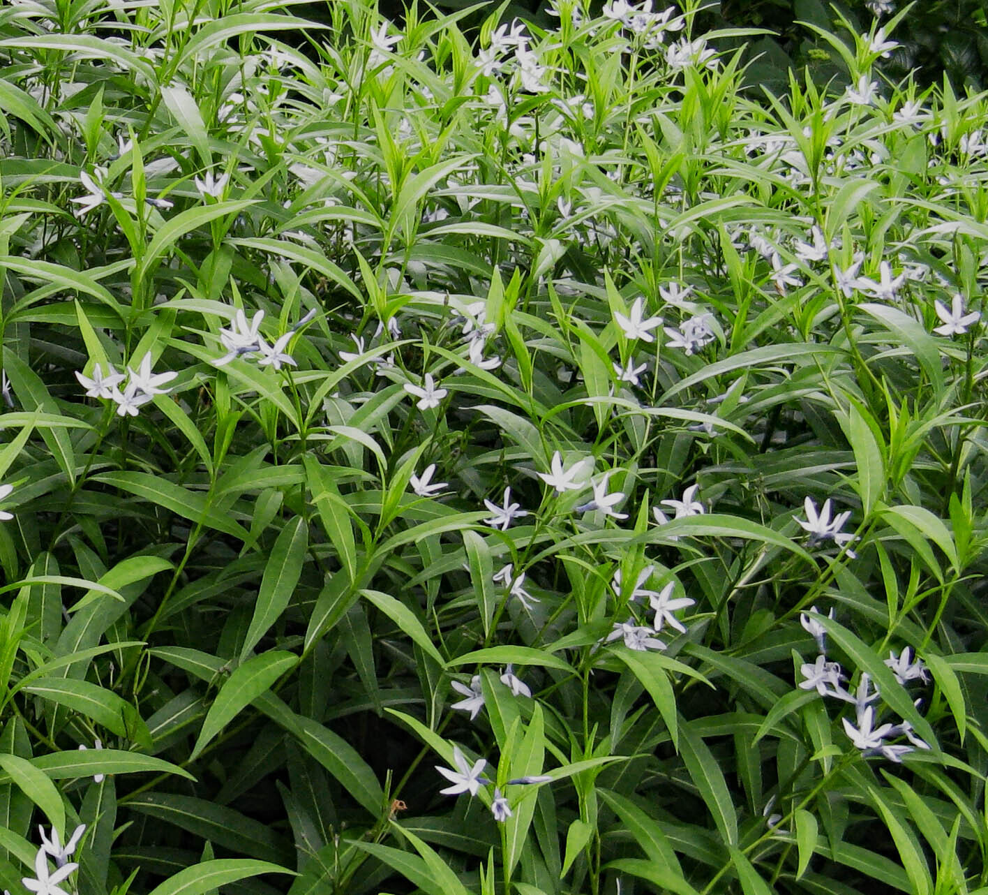 Amsonia elliptica