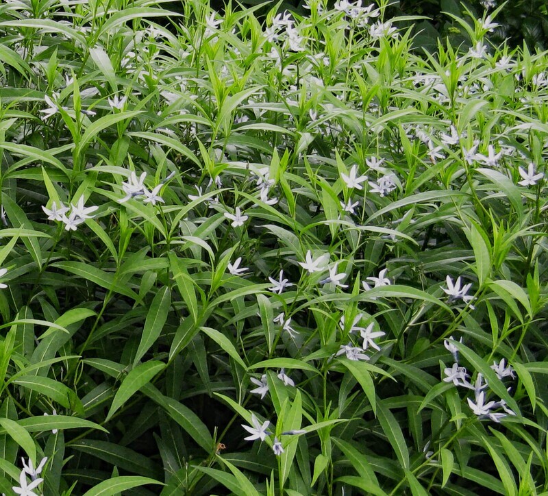 Amsonia elliptica