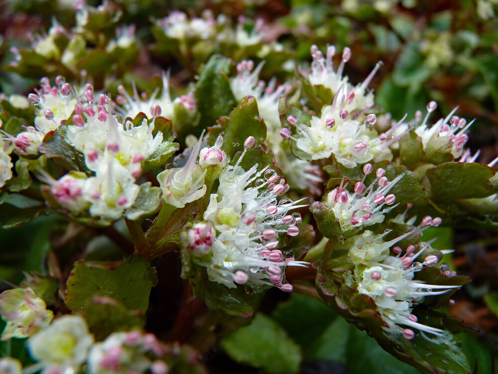 Chrysosplenium macrophyllum