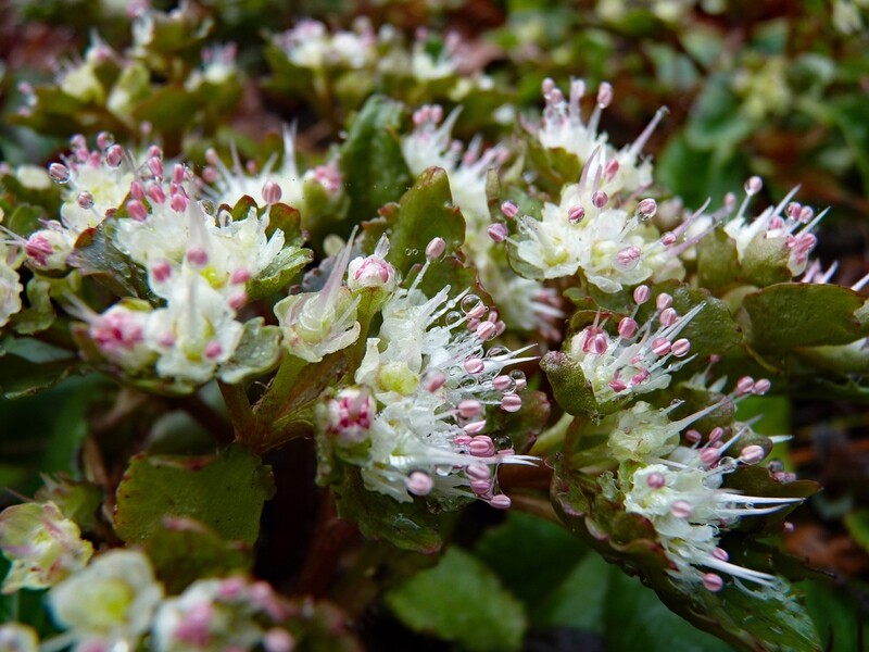 Chrysosplenium macrophyllum