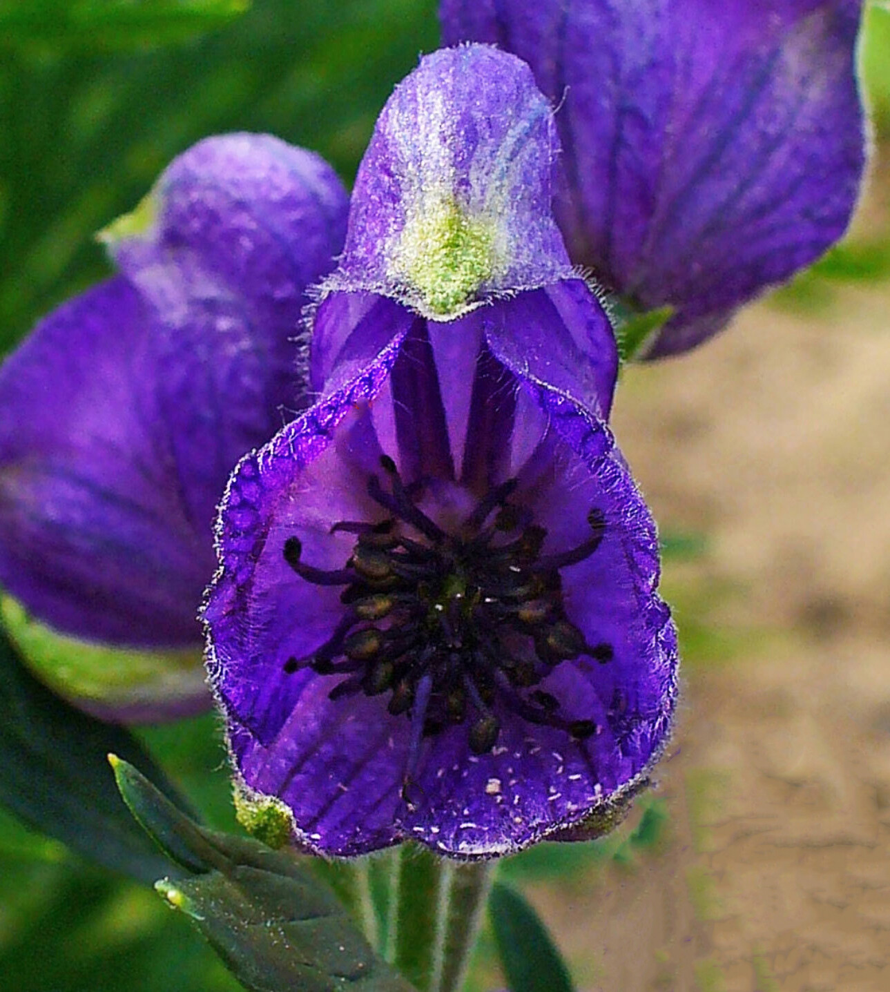 Aconitum napellus