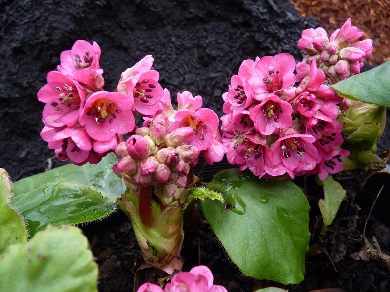 Bergenia x ciliata &#39;Otto&#39;s Pink&#39;
