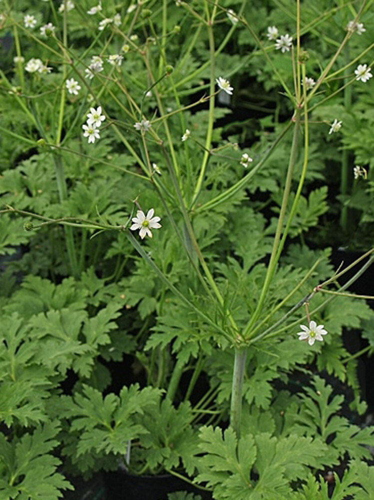 Anemone filisecta